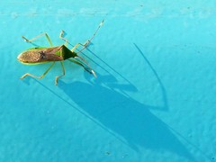 Homoeocerus bipunctatus