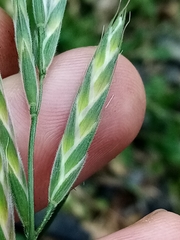 Bromus lithobius