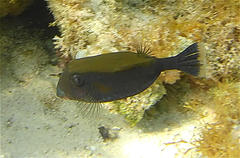 Ostracion cyanurus