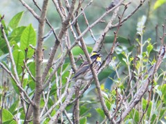 Emberiza elegans