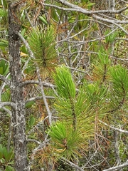Pinus contorta bolanderi