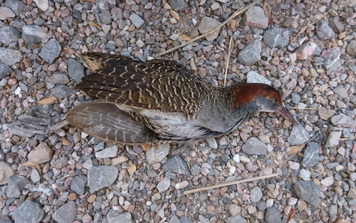 Slaty-breasted Rail (Lewinia striata), photo 7