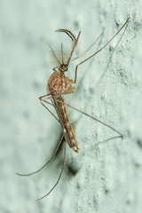 Culex pipiens