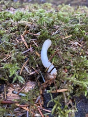 Trichoderma leucopus