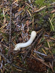 Trichoderma leucopus