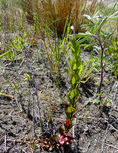 Epilobium billardiereanum