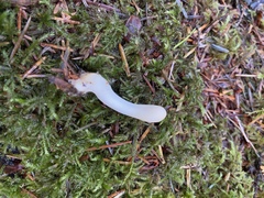 Trichoderma leucopus