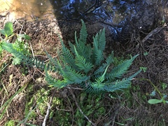 Blechnum zeelandicum