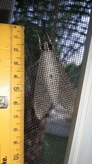 Agrius convolvuli