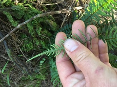 Blechnum zeelandicum