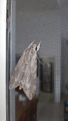 Agrius convolvuli