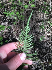 Blechnum zeelandicum