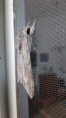 Agrius convolvuli
