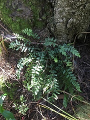 Blechnum molle
