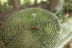 Physopelta parviceps