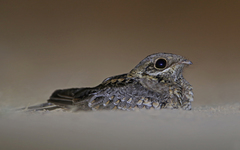 Caprimulgus asiaticus