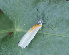 Mylothris rueppellii