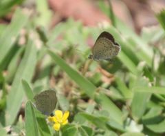 Zizeeria knysna knysna