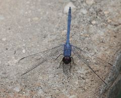 Trithemis donaldsoni