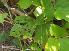 Pueraria montana lobata