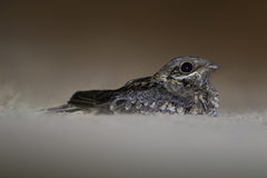 Caprimulgus asiaticus
