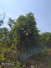 Pueraria montana lobata