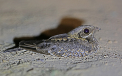 Caprimulgus asiaticus