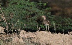 Burhinus indicus