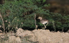 Burhinus indicus