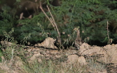 Burhinus indicus