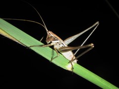 Antipodectes monteithi