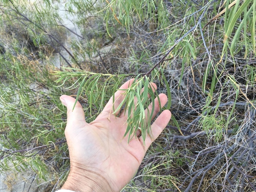 Chilopsis linearis