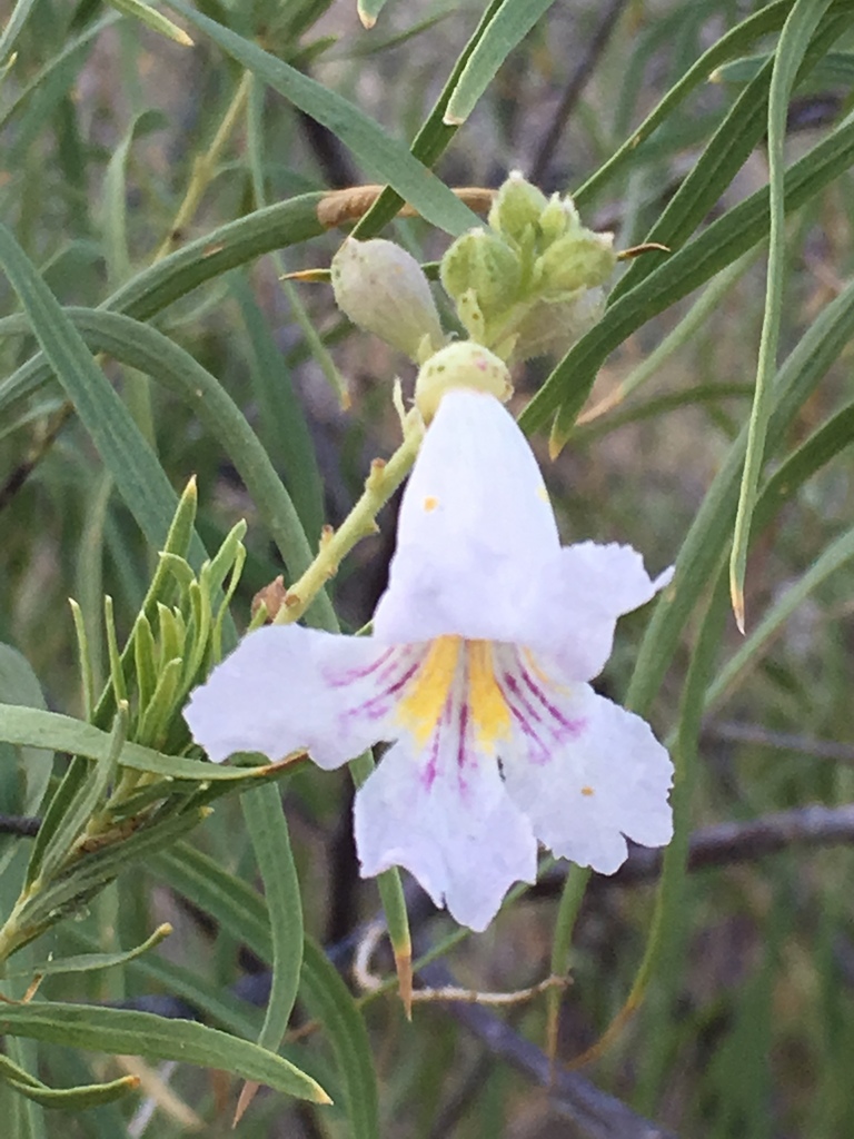 Chilopsis linearis, Anza-Borrego Desert State Park, Borrego Springs, CA, US