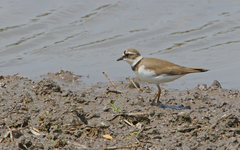Charadrius dubius