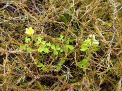 Oxalis rubens