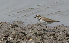 Charadrius dubius