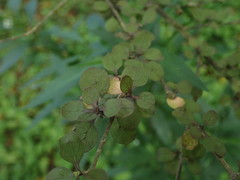 Coprosma rubra
