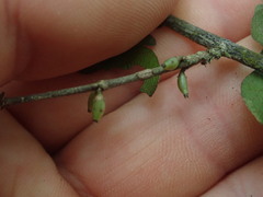 Coprosma rubra