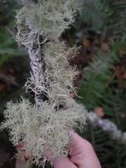 Usnea glabrata