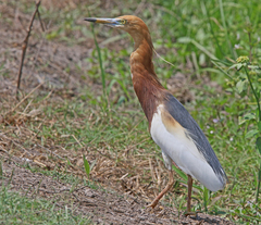 Ardeola speciosa