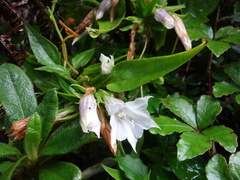 Tripterospermum taiwanense