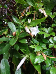 Tripterospermum taiwanense