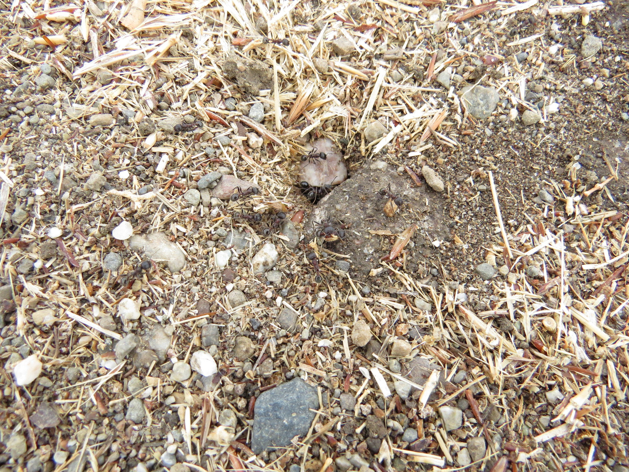 Pogonomyrmecini