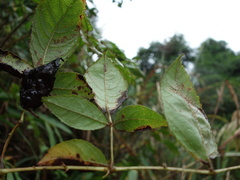 Aralia armata