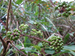 Aralia armata