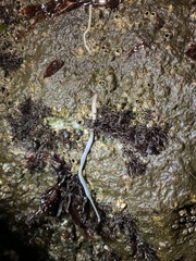 Amphiporus imparispinosus