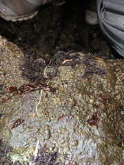 Amphiporus imparispinosus