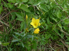 Linum campanulatum