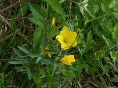 Linum campanulatum