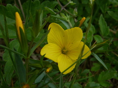 Linum campanulatum